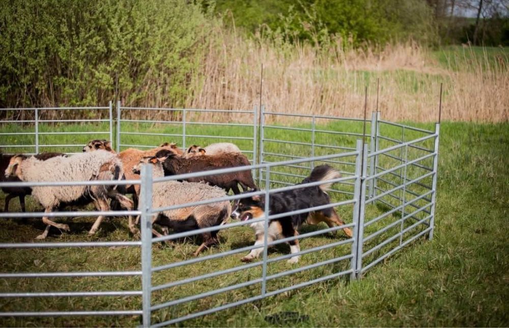 Szczenieta Owczarka Australijskiego -suczka Aussie, odbiór w grudniu