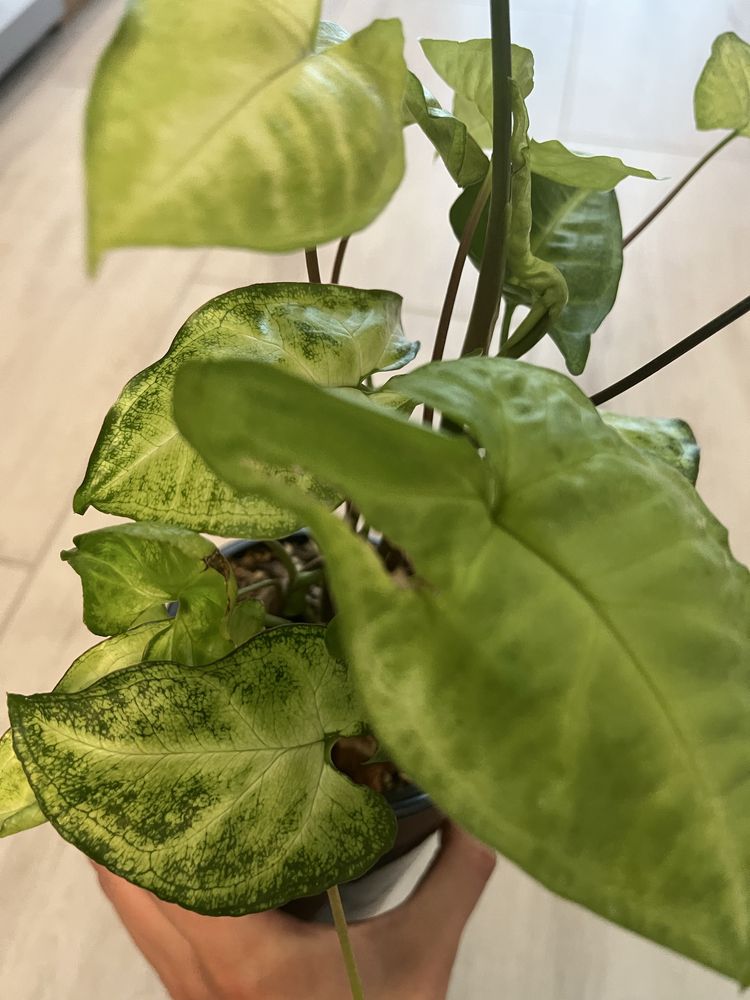 Syngonium, zroślicha