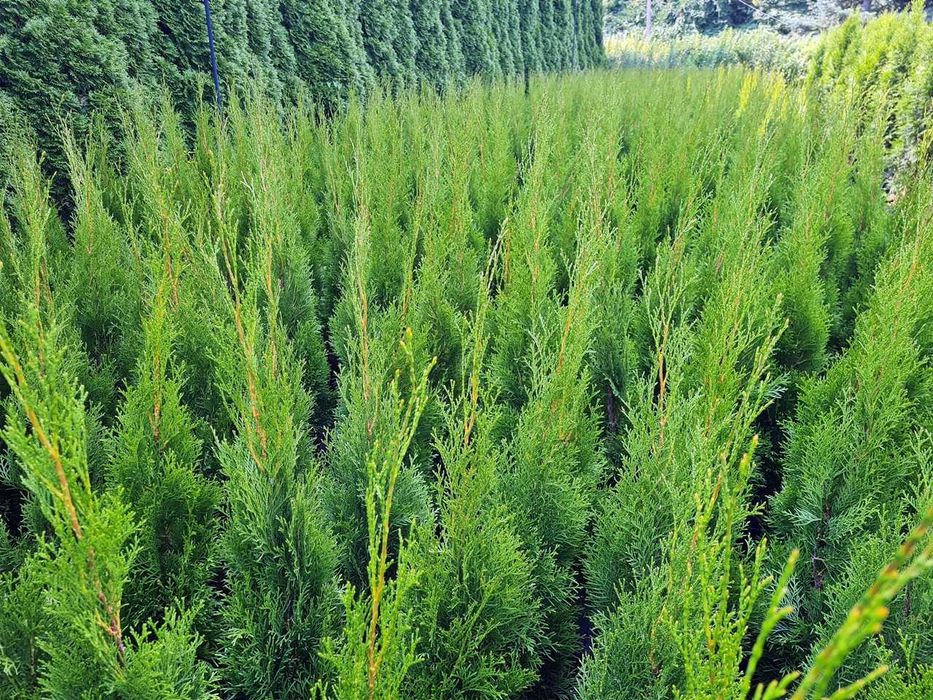 Tuja Szmaragd Szmaragdowa Tuje Szmaragdy 90CM Wys hodowane w doniczce