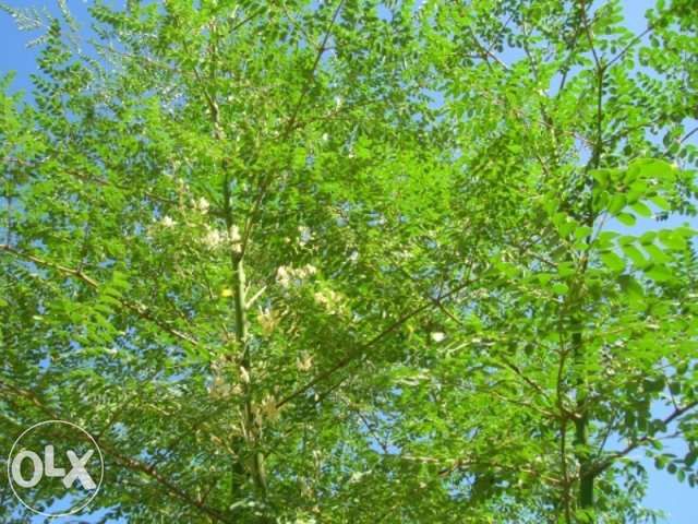 Sementes de Moringa Oleifera. A Árvore da vida
