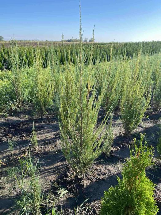 Ялівець Blue Row. Саджанці ялівця. можжевельник