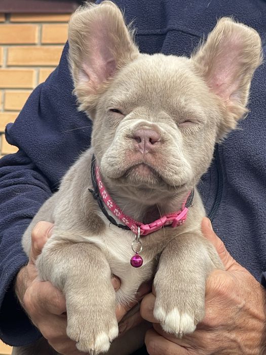 Флаффи Ньюшейд Изабелла француженка