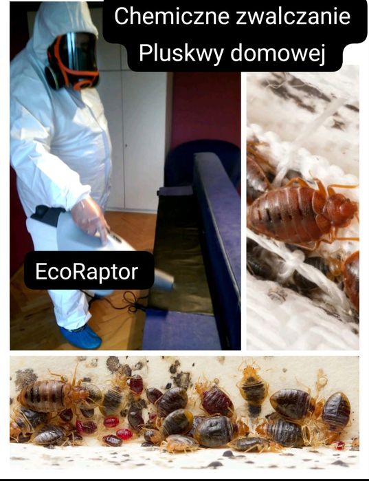 Deratyzacja dezynsekcja Zwalczanie pluskiew dezynfekcja,gazowanie fumi