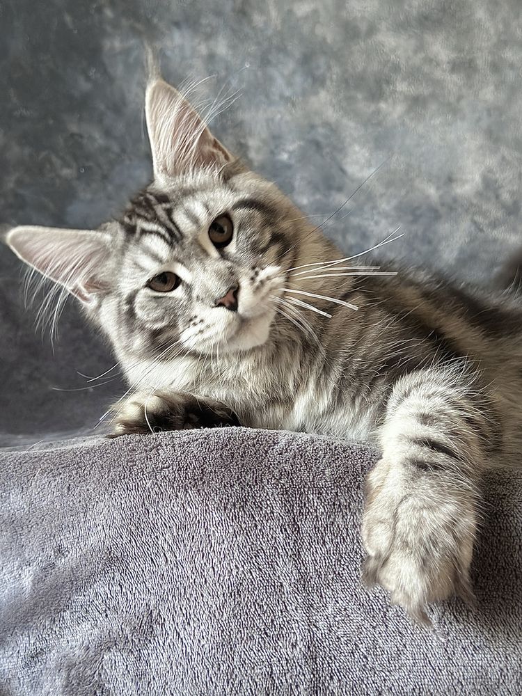 Catinho Maine Coon com pedigree