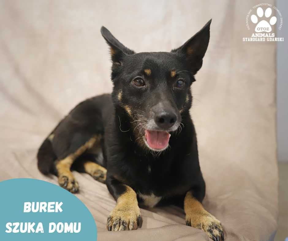Mały Burek szuka domu