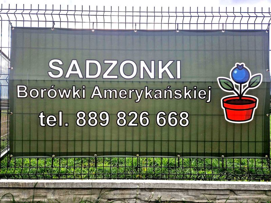 Sadzonki borówki - borówka amerykańska - Chandler, Duke, Bluegold