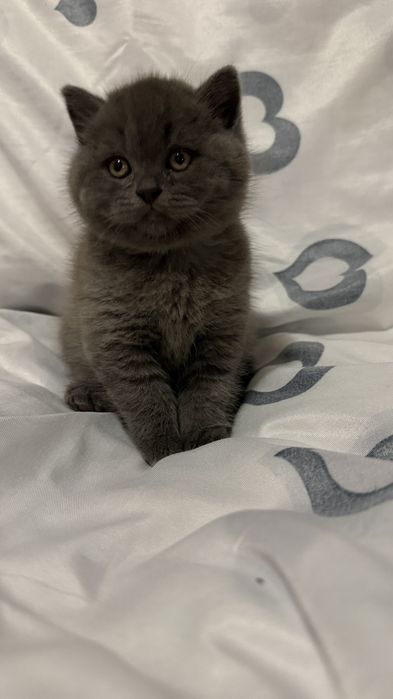 Шотландські кошенята