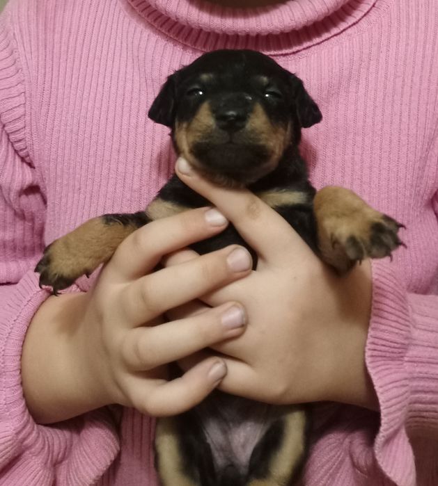 Німецький ягдтер'єр