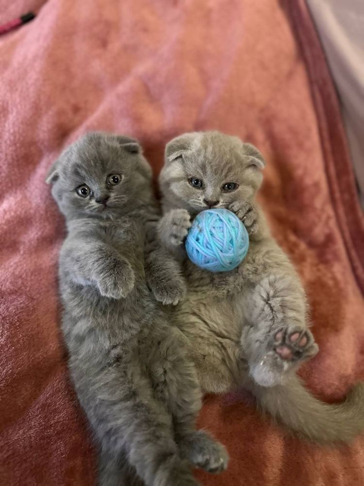 Кошенята шотландські висловухі