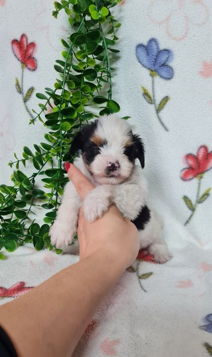 Yorkshire Beiwer mini de qualidade