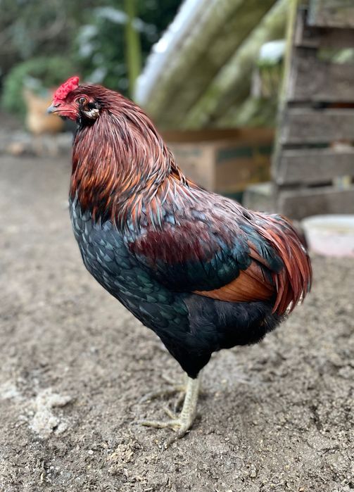 Koguty Araucana bezogoniasta