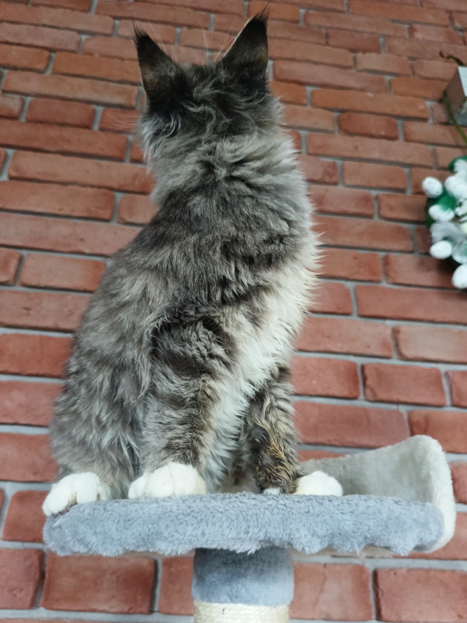 Piękny kocurek Maine Coon