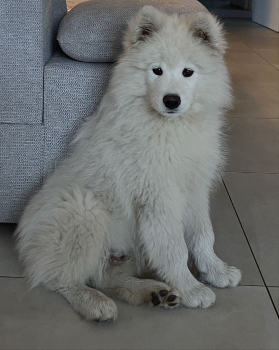Samojed samoyed szczeniak 4 miesiace