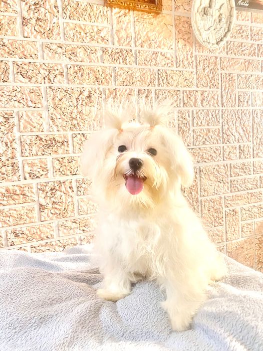 Чарівна міні мальтезе