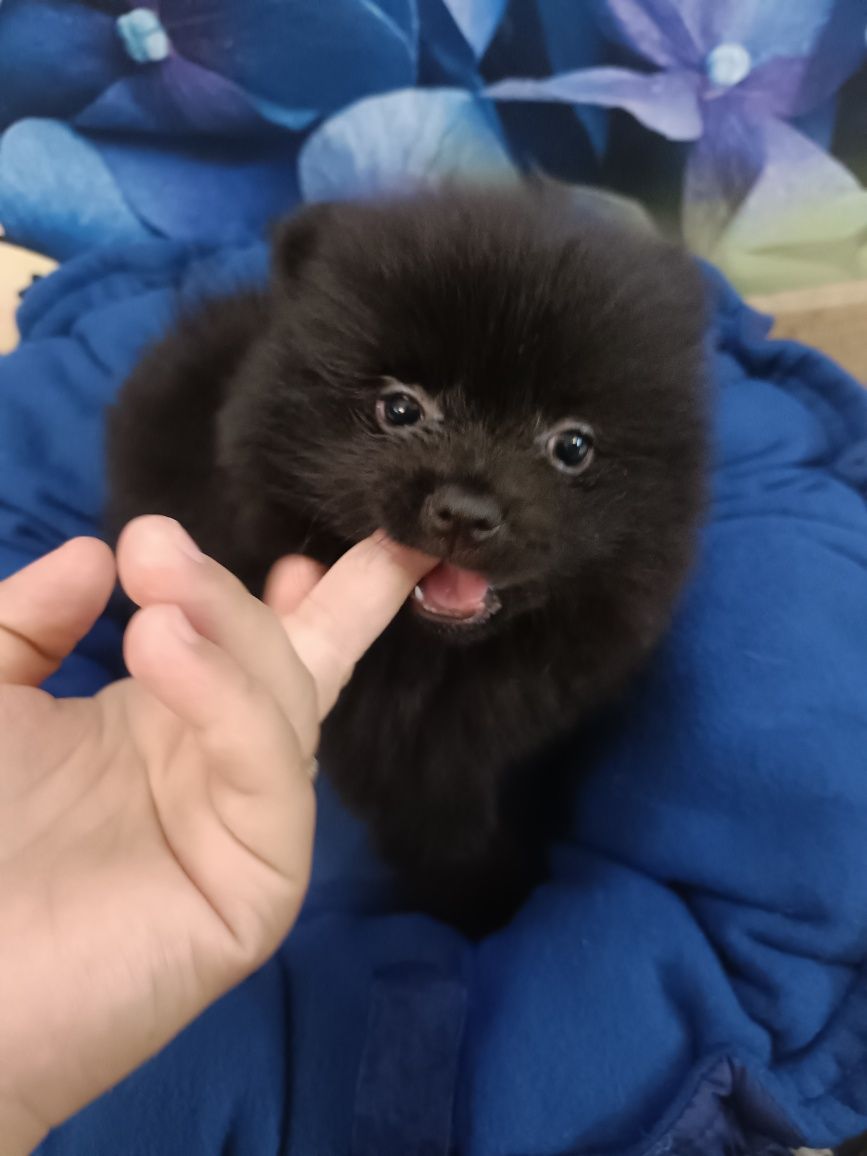 Cudny chłopiec szpic miniaturowy pomeranian Węgielek/GOTOWY DO ODBIORU