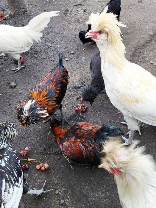 Kury czubatki KOGUTY sprzedam.