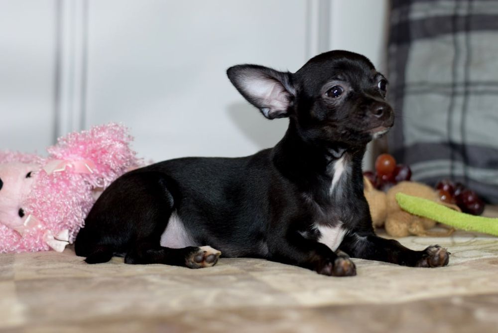 Девочка чихуахуа