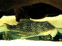 Plecostomus Scobinancistrus aureatus L014 (15cm)