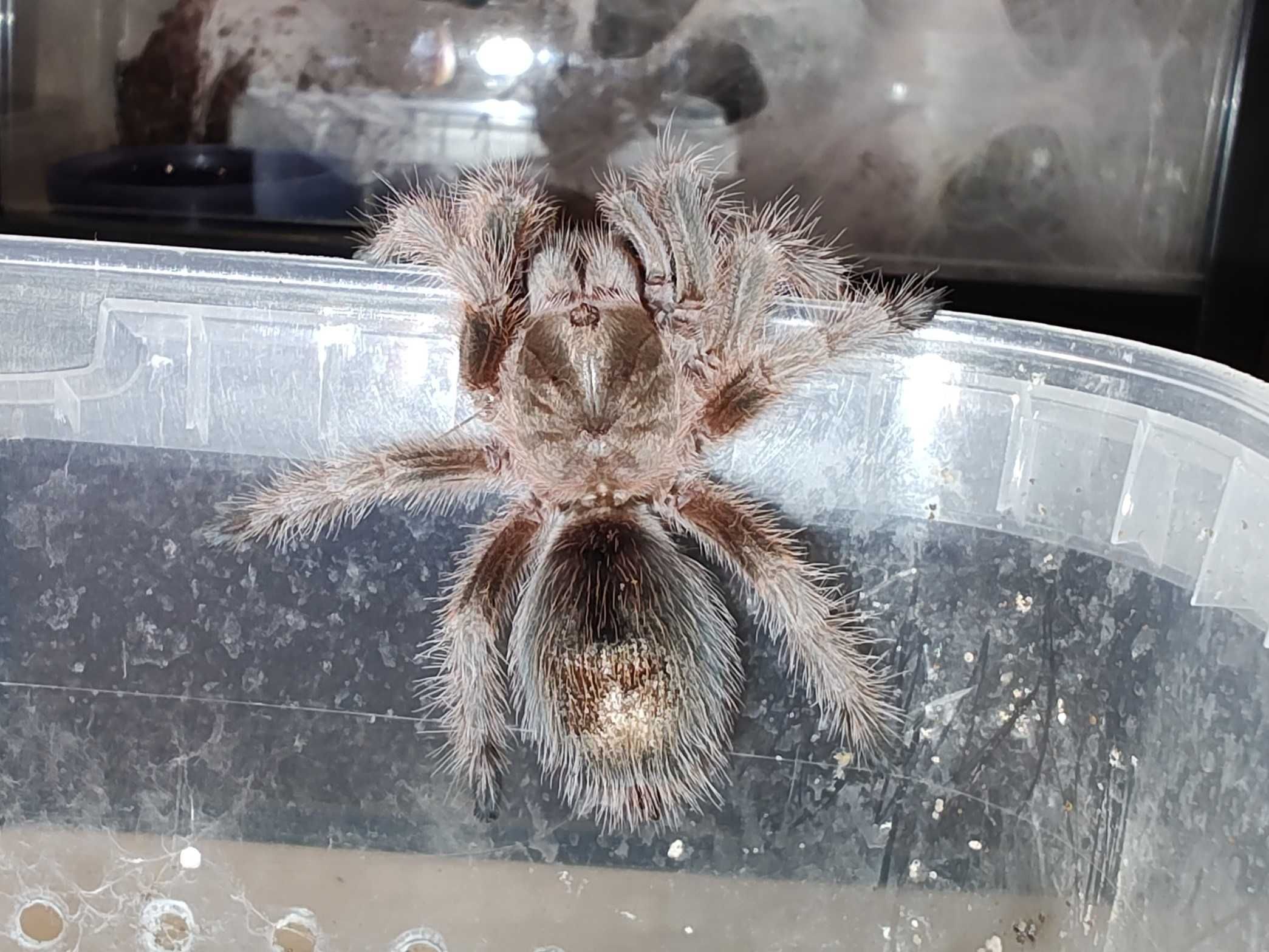 Ptasznik Grammostola rosea red samiec 3,5 DC