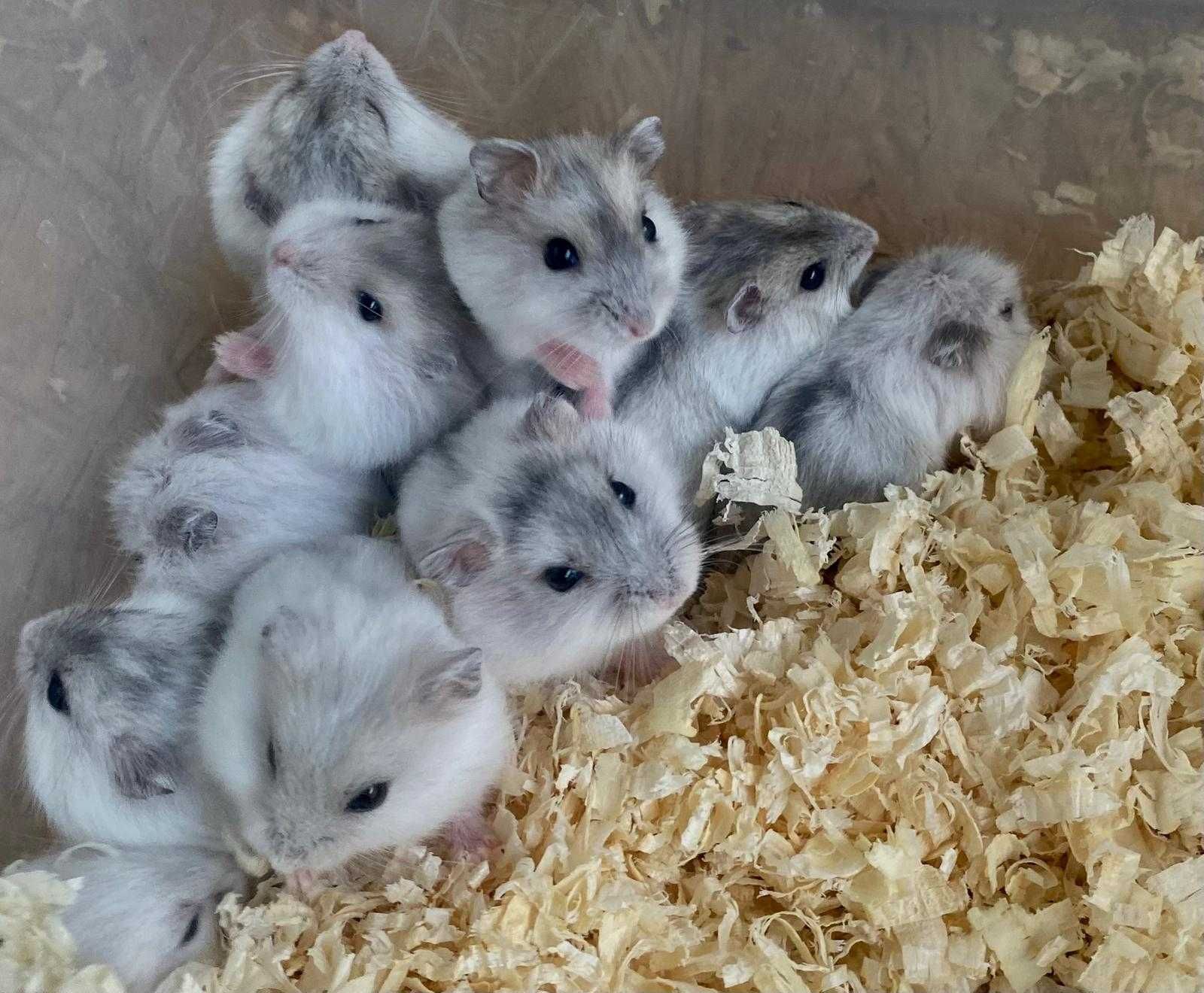 Chomik Syryjski,Roborowski,Dżungarski-TINA ZOO Zabrze