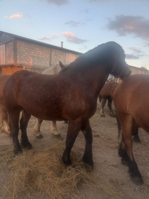 Sprzedam klacz sztumska