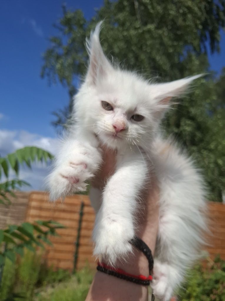 Kocurek Maine Coon z efektem merle