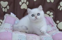 Британский котик колорного окраса