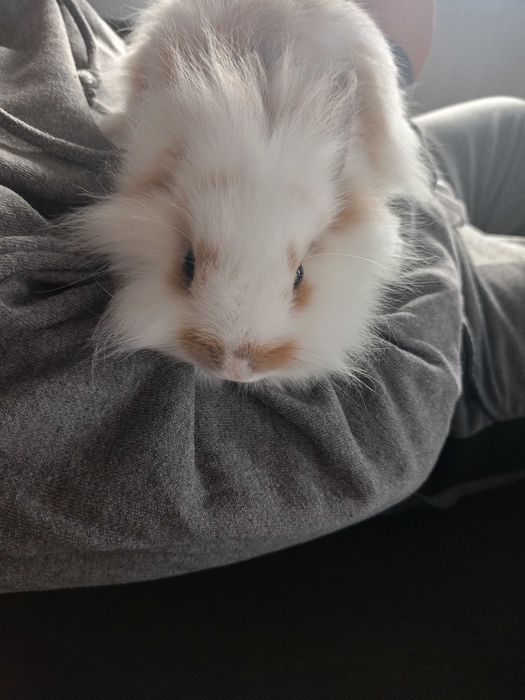 Oddam Kudłatego króliczka miniaturkę