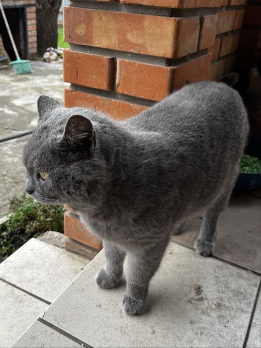 Британець Фелікс БЕЗКОШТОВНО шукає дім