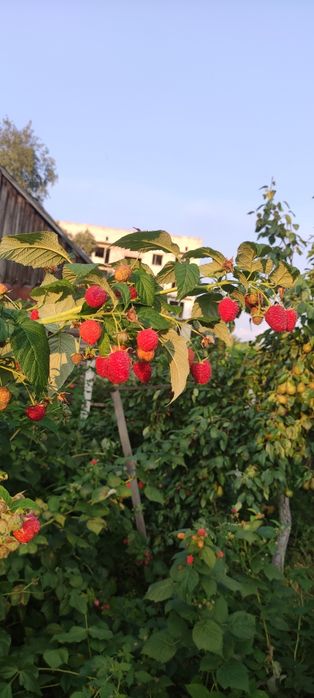 Продам саджанці ремонтантної малини Маравіла і Зюгана