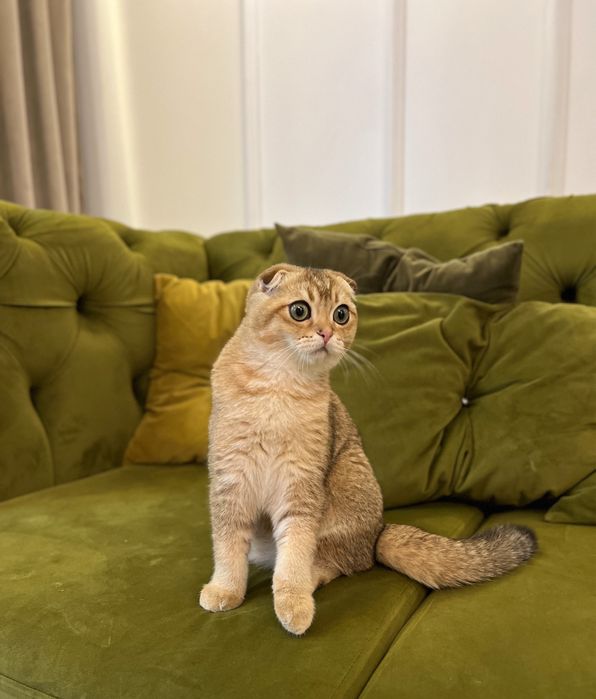 Szkocki kocurek złota szynszyla WCF+BOX PREZENTOWY