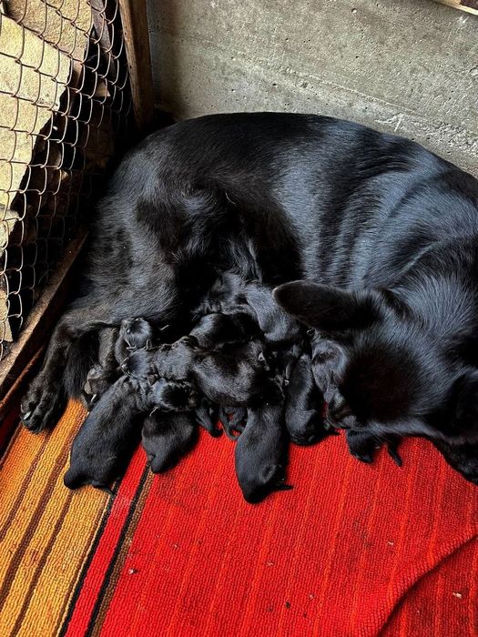 Східноєвропейська вівчарка.