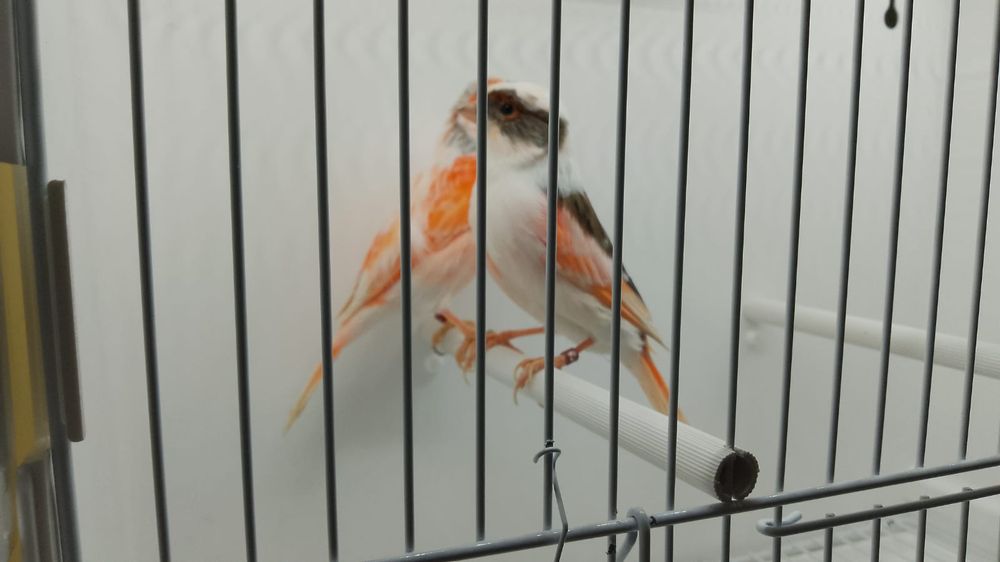 Kanarek kanarki arlekiny portugalskie 2024