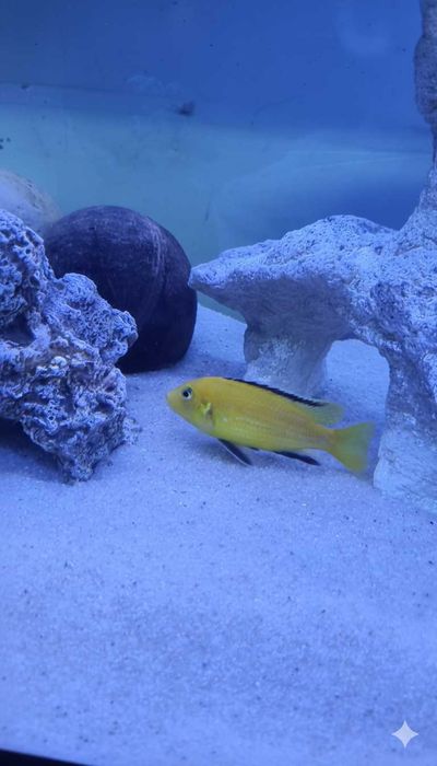 Labidochromis Caeruleus 1 macho + 2 fêmeas - RESERVADO