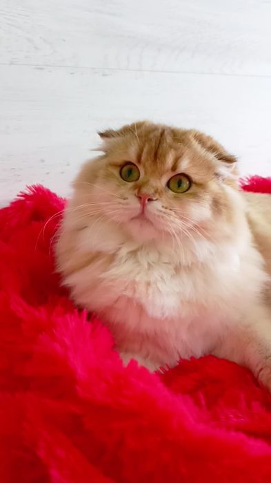 Неймовірна красунечка золота шиншила Хайленд висловуха