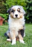 Owczarek Austrakijski Aussie szczeniak  REZERWACJA