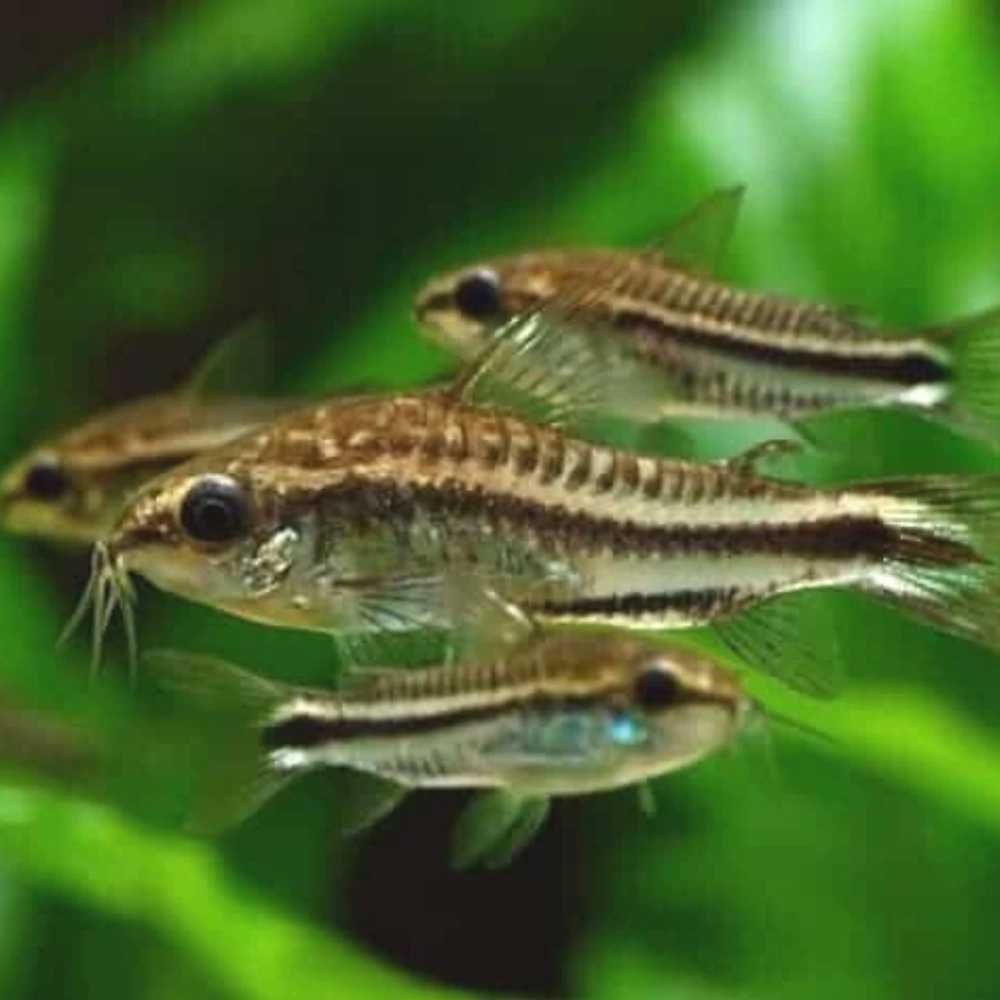 Kirysek pigmej - Kirys karłowaty - Corydoras pygmaeus - dowóz, wysyłka