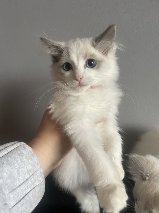 Ragdoll koteczka kocurek kot gotowe do odbioru