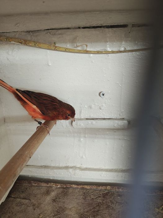 Mam do sprzedania kanarka samca rocznik 2025