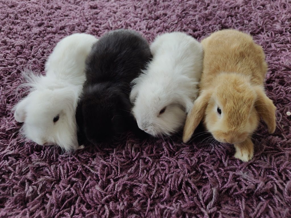 Królik mini lop, miniaturka