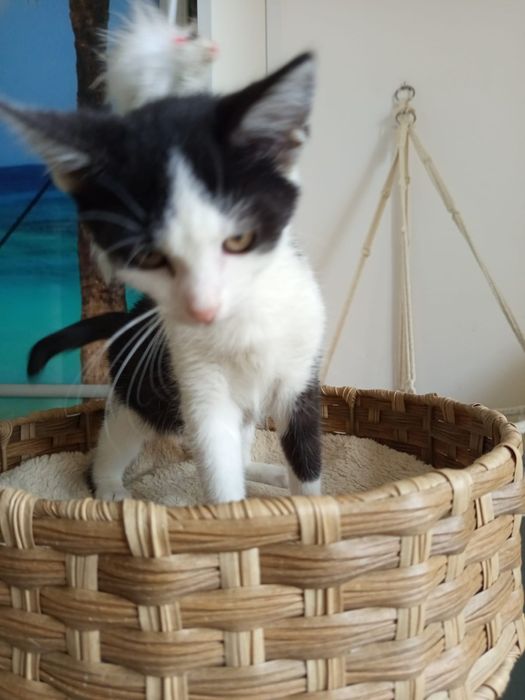 Mały słodziak szuka domu niewychodzącego