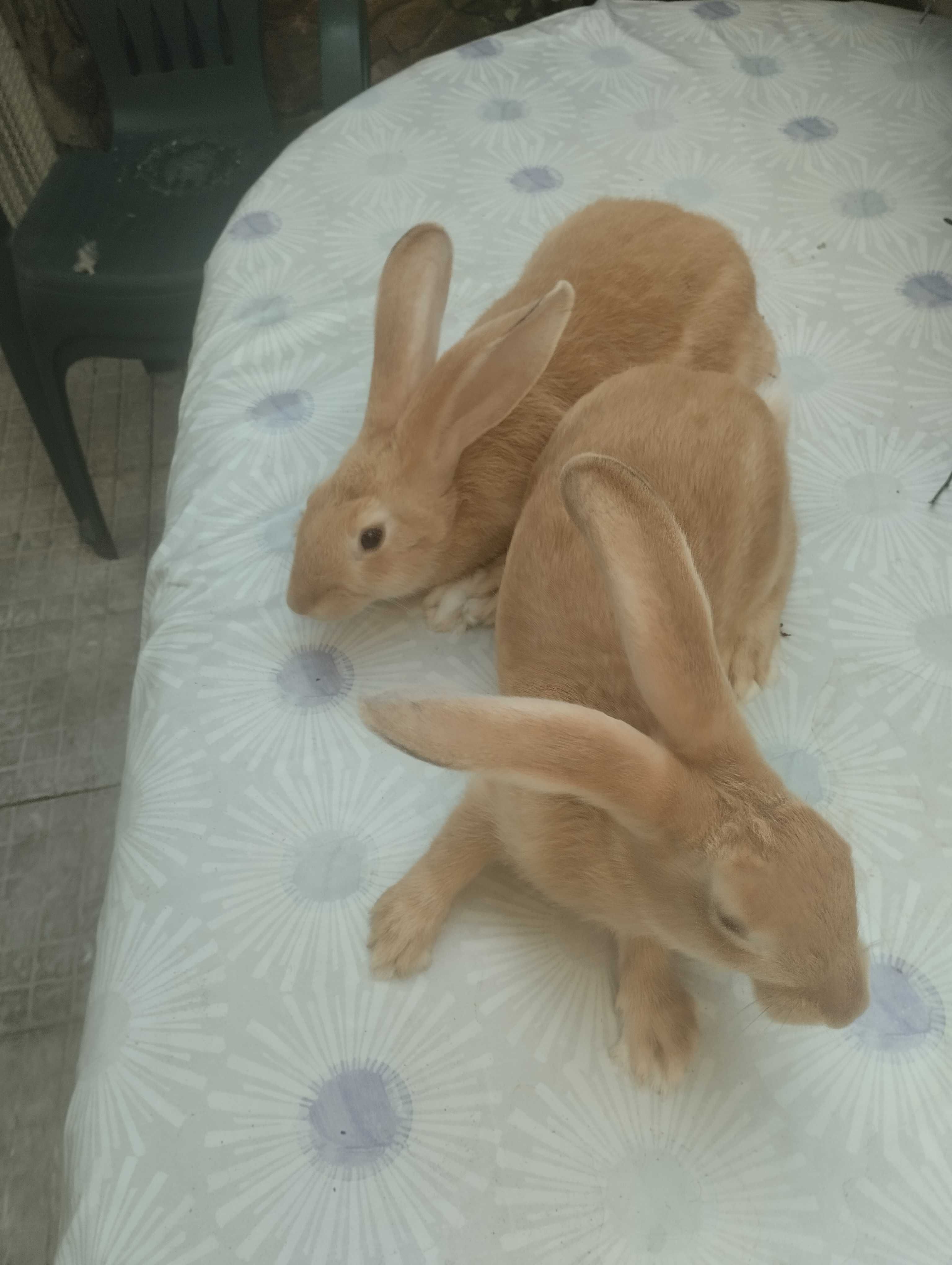 Coelhos boa raça