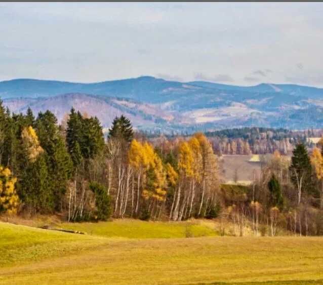 Sprzedam działki budowlane 15 arów w Michałowicach/Międzylesie