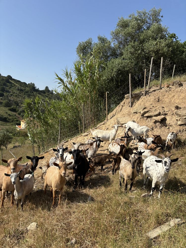Cabras anãs - M/F