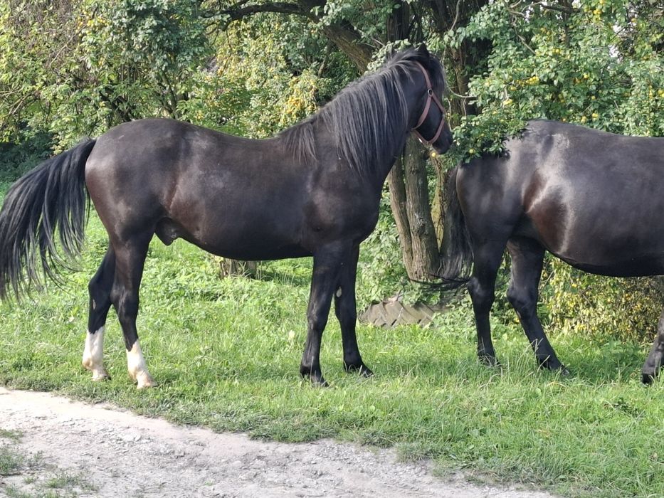Koń śląski wałach
