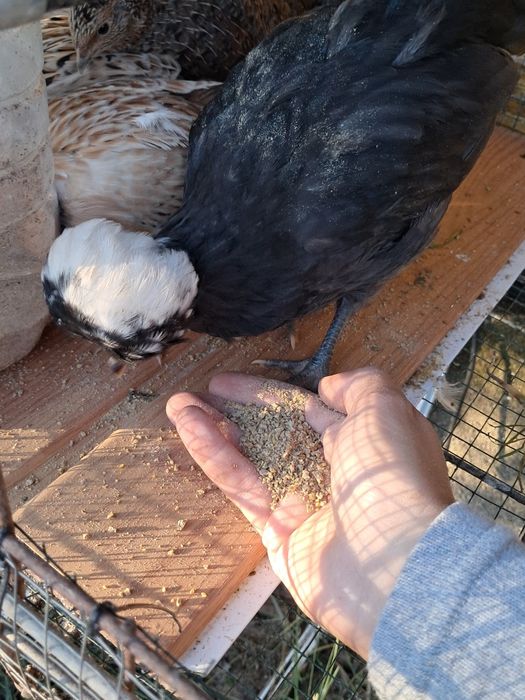 Troco padovana jovem por um macho