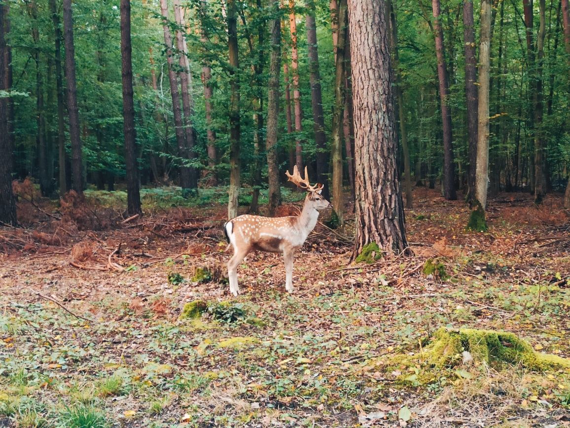 Odpocznij w Lesie, domek do wynajecia