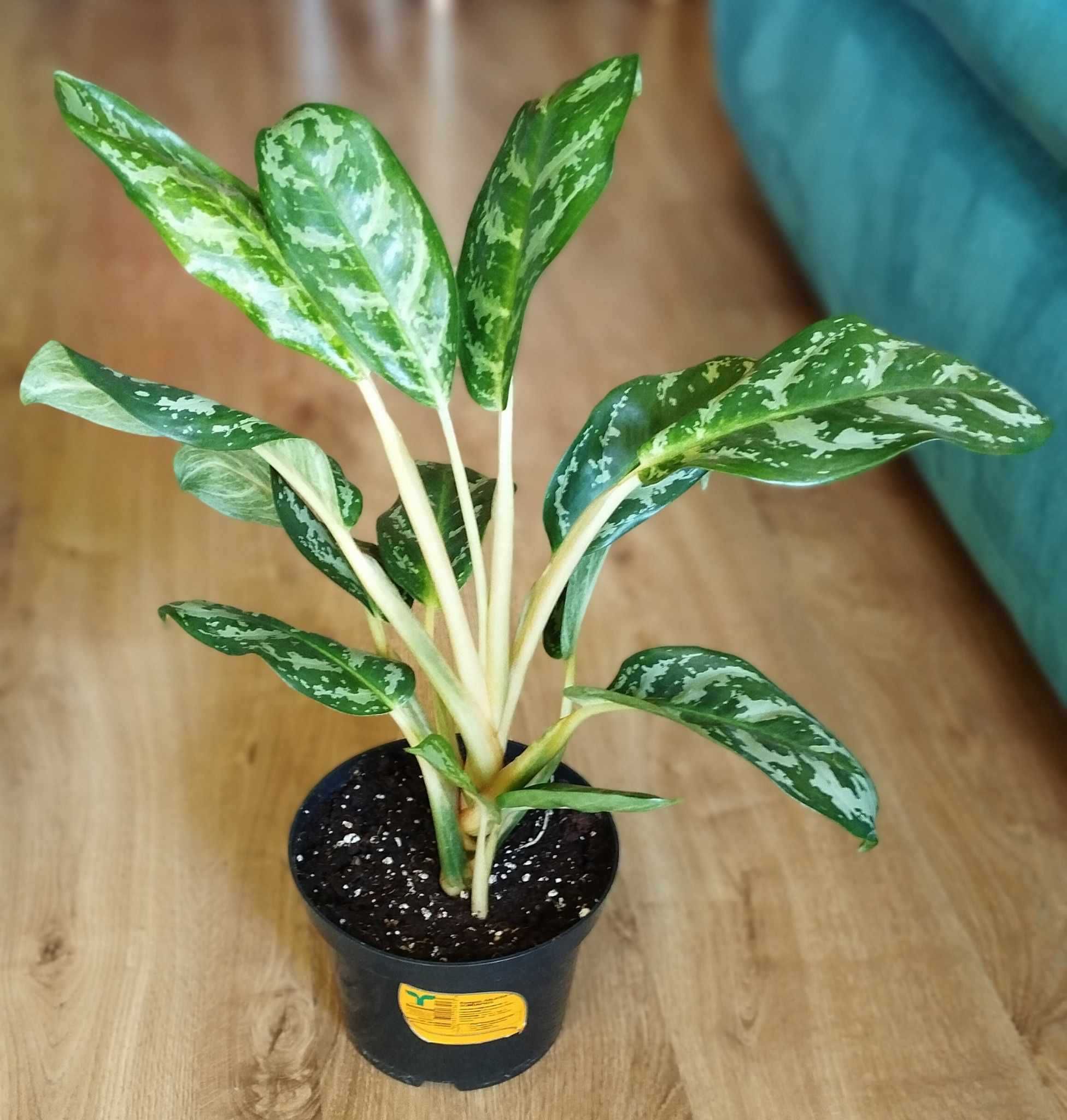 Aglaonema Amazon Silver -roślina doniczkowa _Łódź