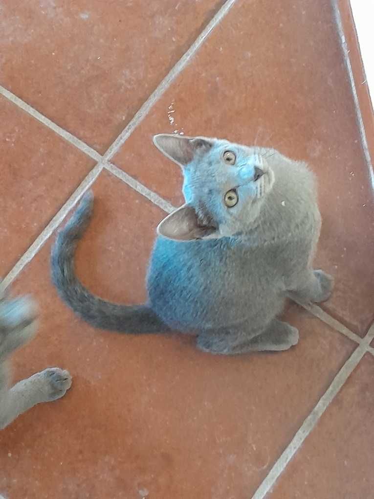 Linda Gatinha Azul Clara Amor em casa