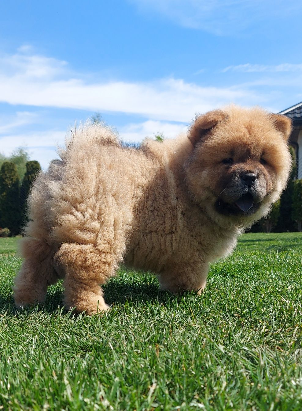 Chow chow szczeniak